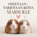 68A70318-BB3E-44F5-972F-E99FA0F7523A.png
