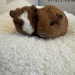 IMG_8560-0.jpeg