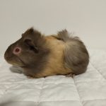 Nala1-2.jpg