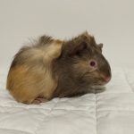 Nala2-3.jpg